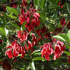 Flores de ceibo (Erythrina crista-galli)