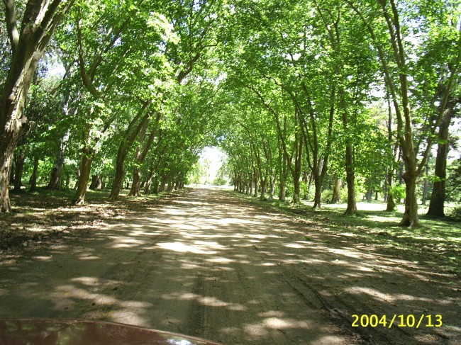 Sendero de plátanos en el Parque Pereyra Iraola