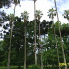 Las palmeras del Parque