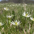 Pradera con anémonas nativas en el Parque Ecológico