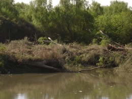 tala monte ribereño desembocadura el  zanjon y rio santiago oct 2015 3